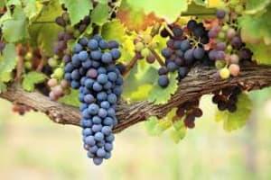 Table Grapes (Thomson Seedless)