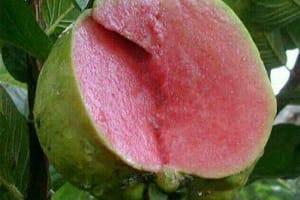 Guava (Allahabadi Safeda)